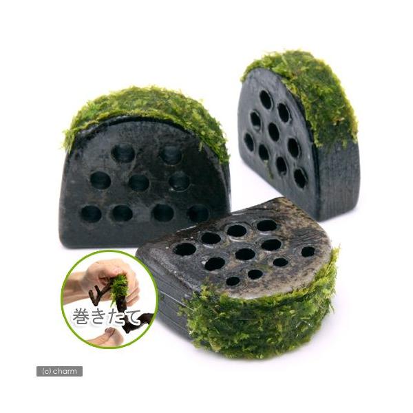 ijā@tGȑwZ@ăEB[Xtitji_jiPj