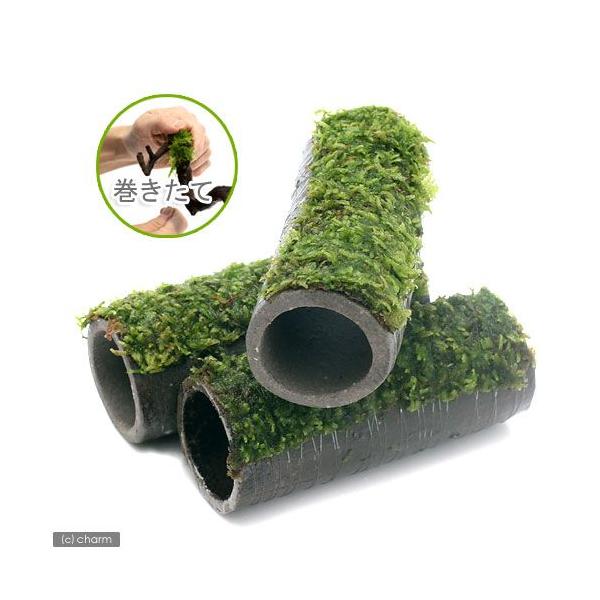 ijā@vqăvRVF^[@@ăEB[Xtitji_jiPj