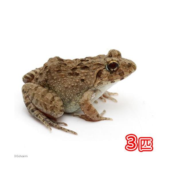 iށjk}KG@vb́iRCj@kCEBq֗vۉ