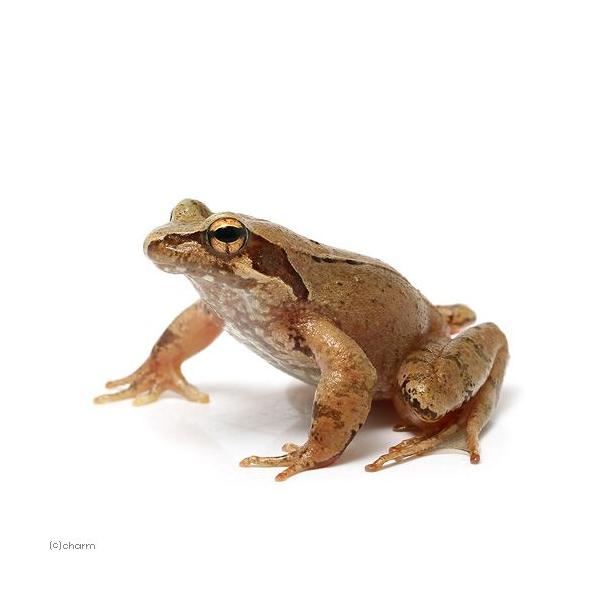 iށj^SKGiPCj@kCEBq֗vۉ