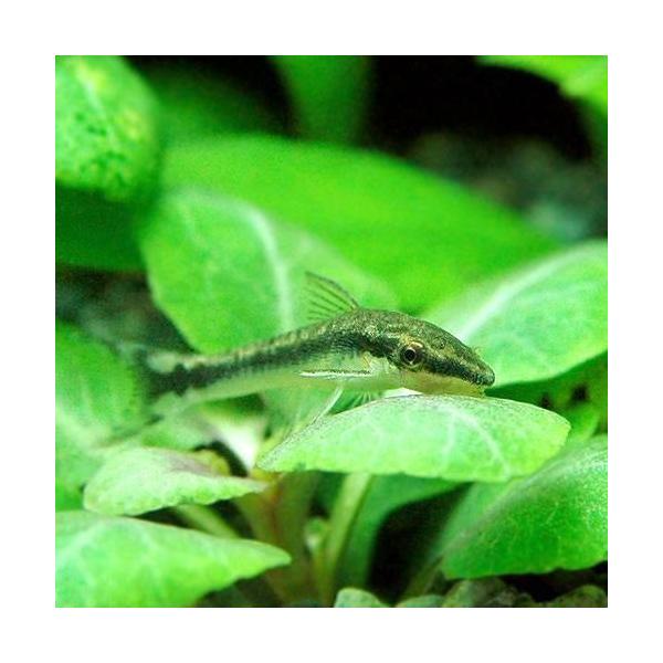 PF_SPQ　熱帯魚・エビ他　オトシン・ロリカリア　オトシン　オトシンクルス　１匹　定番コケ対策　厳選水草用お勧め商品　【コケ対策】食べさせる　水槽壁面のコケを綺麗にする　コケ取り生体　allseitai0322　shochu0805淡水生...