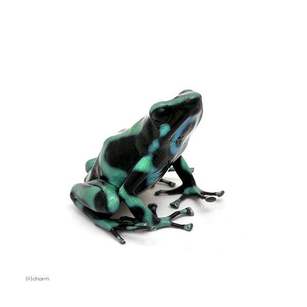 PF_SPQ　カエル　生体　sfset　_hachu　Dendrobatidae　オタマ　両生　両爬生体　亀・爬虫類カエル　amp_Frog　amp_Land_Frog　terra_seitai　kokuubinn_ng　reptile_d...