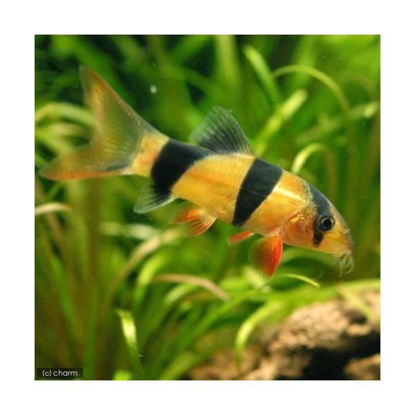 PF_SPQ　_aqua　熱帯魚・エビ他　ローチの仲間　ドジョウ系　クラウン・ローチ　１匹　fish_database　ビギナーにオススメ　コイ　ラスボラ等　ローチ・ボーシャ　Ｃｈｒｏｍｏｂｏｔｉａ　ｍａｃｒａｃａｎｔｈｕｓ　Ｂｏｔｉａ　ｍ...