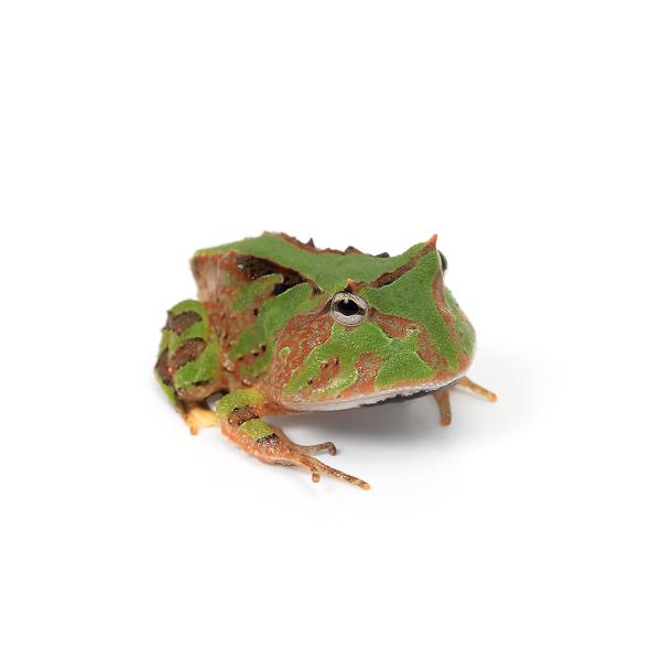 PF_SPQ　sfset　_hachu　Leptocactylidae　カエル　両生　両爬生体　亀・爬虫類　amp_Frog　ＧＩ　reptile_databas　amp_Ceratophrys　ツノガエル　kaijyo　itiosi_tu...