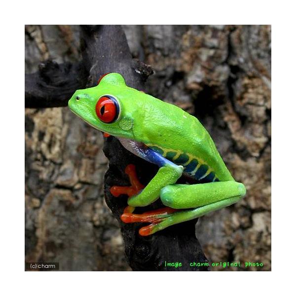 カエル　生体　sfset　_hachu　Hylidae　オタマ　両生　両爬生体　亀・爬虫類カエル　amp_Frog　terra_seitai　kokuubinn_ng　amp_Tree_Frog　20141004　ＧＩ　kaijyo　両生類...