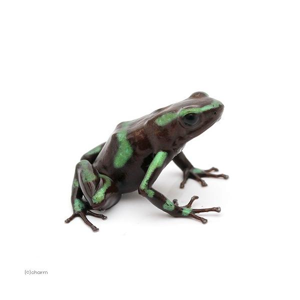 PF_SPQ　Dendrobatidae　カエル　オタマ　両生　両爬生体　亀・爬虫類カエル　amp_Frog　amp_Land_Frog　terra_seitai　kokuubinn_ng　reptile_databas　Panama_de...