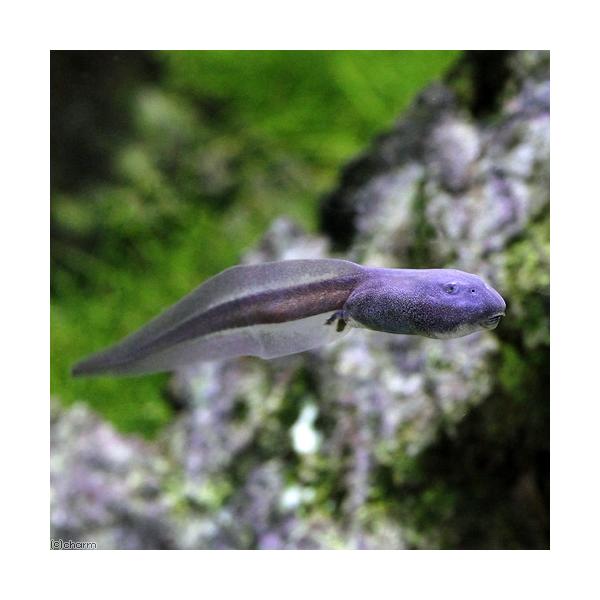 PF_SPQ　Ranidae　カエル　オタマ　両生　両爬生体　amp_Frog　amp_Land_Frog　terra_seitai　reptile_databas　20150713　GI　kaijyo　mrs1811_1pd_ryohac...