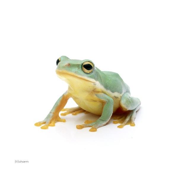 PF_SPQ　_hachu　sfset　Hylidae　カエル　オタマ　両生　両爬生体　亀・爬虫類カエル　amp_Frog　terra_seitai　kokuubinn_ng　reptile_databas　amp_Tree_Frog　20...