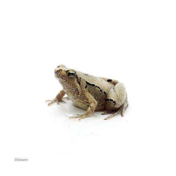 PF_SPQ　Mycrohilidae　カエル　オタマ　両生　両爬生体　amp_Frog　amp_Land_Frog　terra_seitai　kokuubinn_ng　reptile_databas　gb5osz　kmwr_rep_sei...