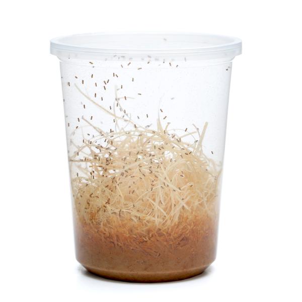 PF_SPQ　_kame　生き餌　_aqua　大型魚エサ　爬虫類エサ　器具　餌　給餌器　生餌　ブライン　爬虫類生餌　▼キイロショウジョウバエ　ウィングレス　rep_food_fruitfly　repfoodflyflog　ＭＫ　201009...