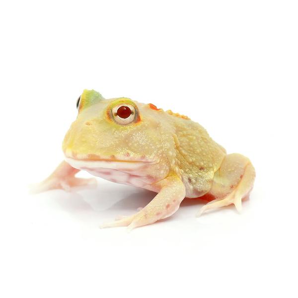 PF_SPQ　_hachu　Leptodactylidae　カエル　オタマ　両生　両爬生体　亀・爬虫類カエル　amp_Frog　harum78　amp_Ceratophrys　amp_Land_Frog　terra_seitai　kokuu...