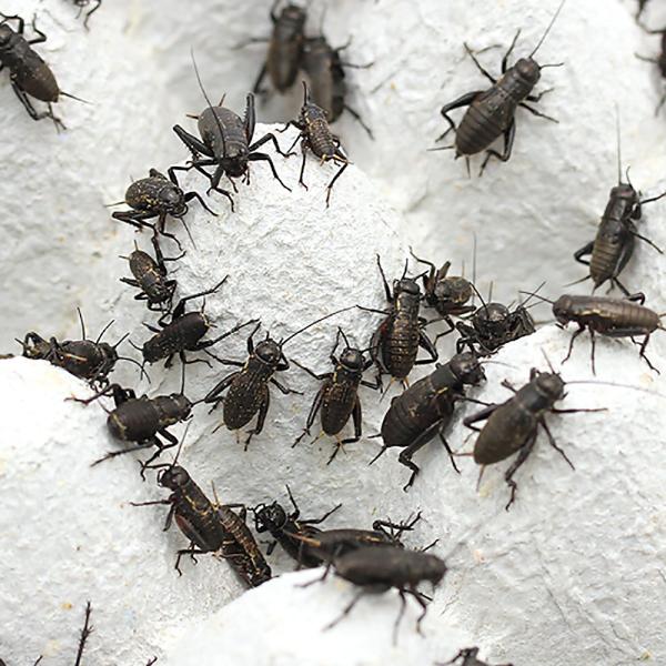 iajNRIM@rl@RUOC@iSTOj@kCEBq֗vۉ