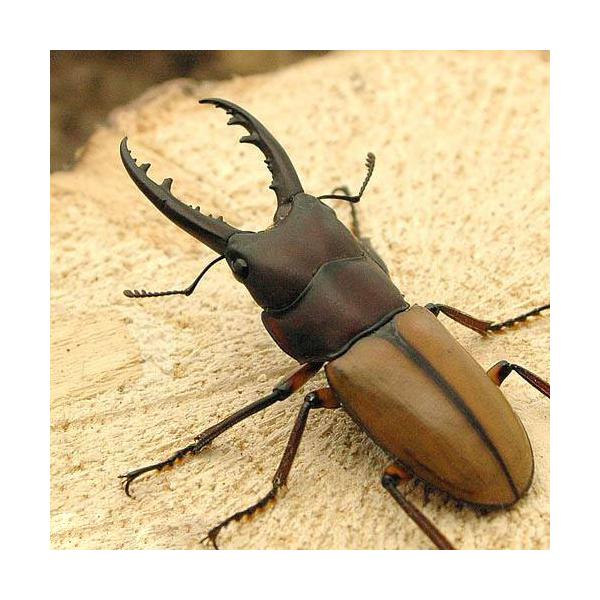 PF_SPQ　nesia_insect　▲クワガタ　外国産ノコギリクワガタ　カブト・クワガタ・用品　カブトムシ・クワガタ　外国産クワガタ（成虫）　insect_database