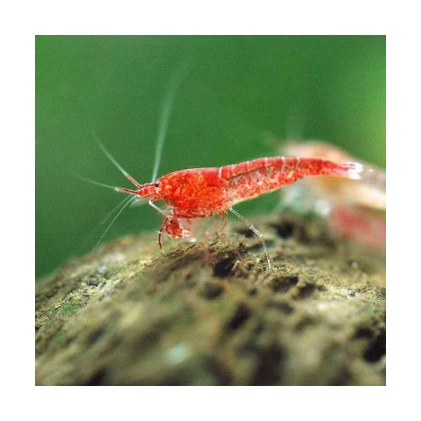 PF_SPQ　熱帯魚・エビ他　その他エビ　ヌマエビ系　ホロホロシュリンプ　１匹　ビーシュリンプ・エビ　Ｈａlｏｃａｒｉｄｉｎａ　ｒｕｂｒａ　Ｃａｒｉｄｉｎａ　ｂｒｅｖｉｒｉｏｓｔｒｉｓ　オパエウラ　ピクシーシュリンプ　スカーレットシュリンプ...