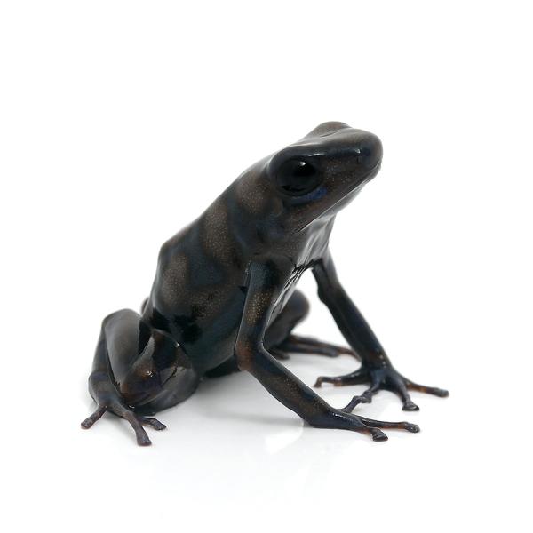 PF_SPQ　カエル　生体　Dendrobatidae　オタマ　両生　両爬生体　亀・爬虫類カエル　amp_Frog　amp_Land_Frog　terra_seitai　kokuubinn_ng　reptile_databas　frog_　...