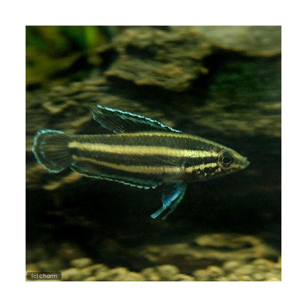 PF_SPQ　_aqua　熱帯魚・エビ他　グラミー・アナバス　グラミー・リコリス　リコリスグラミー　リコリスグーラミー　リコリスグーラミィ　１匹グラミー　小型グラミー　Ｐａｒｏｓｐｈｒｏｍｅｎｕｓ　ｓｐ. ｄｅｉｓｓｎｅｒｉ リコリスディス...