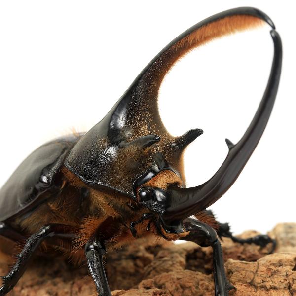 PF_SPQ　_insect　sfset　▲カブト　ダイナステス　カブト・クワガタ・用品　カブトムシ・クワガタ　外国産カブト（成虫）　ＹＯ　weeklyinsect　irupaqtok　seitaiirupaqtok