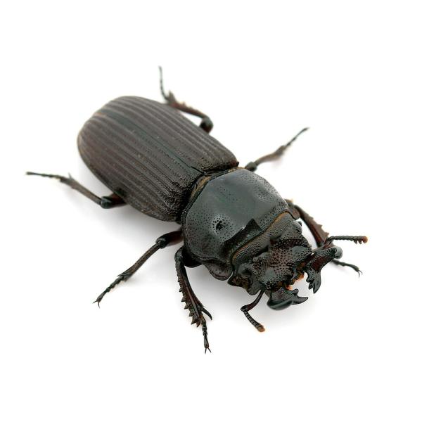 PF_SPQ　昆虫　クワガタムシ　国産クワガタムシ　日本産クワガタムシ　離島クワガタムシ　ルイスツノヒョウタン　ヒョウタンクワガタムシ　チビクワガタムシ　マメクワガタムシ　Nigidius　lewisi　20221103　OSH　konge...