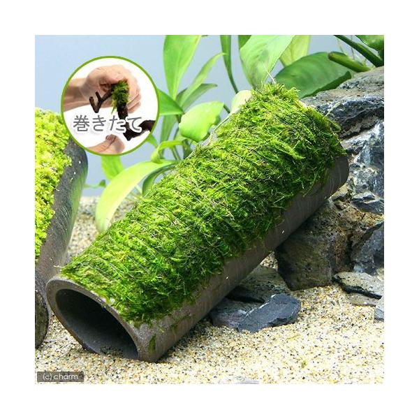 熱帯魚　ウィローモス特集　ビギナーにお勧め　水草付き流木　エビ用水草　ジャイアント南米モスはこちら　益子焼素材はこちら　脱皮や抱卵エビの保護はこちら　ＣＯ２なしでも育つ水草　水草ハウス　all_plants　ウィローモス　モス付益子焼シェル...