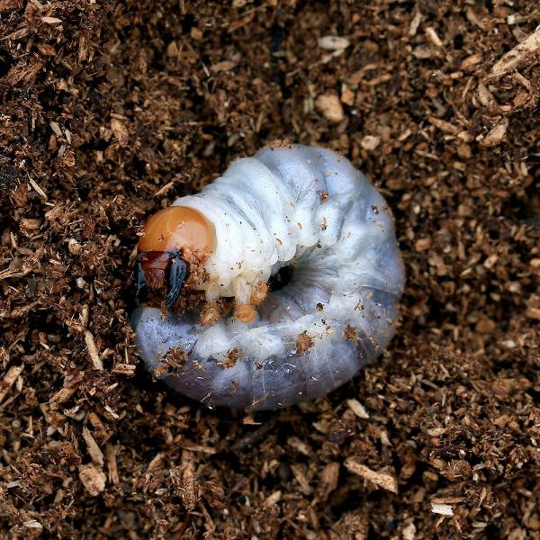 PF_SPQ　昆虫　クワガタムシ　外国産クワガタムシ　外国産ミヤマクワガタ　ルカヌス　ヨーロッパミヤマ　ケルブスミヤマ　20230112　AK　seitaieventml202511　weeklyinsect　irupaqtok　seita...