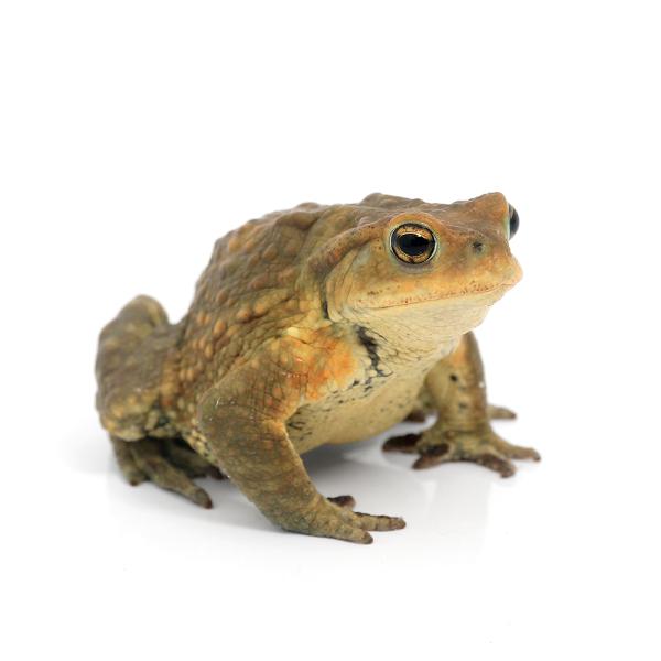 PF_SPQ　Mycrohilidae　カエル　オタマ　両生　両爬生体　amp_Frog　amp_Land_Frog　terra_seitai　ミヤコヒキガエル　宮古ひき蛙　宮古蟇蛙　宮古蟾蜍　peroq_s　erepu_s　reptile...