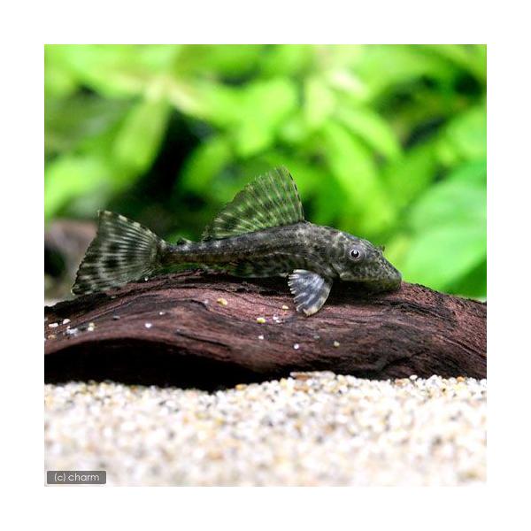 水槽のおすすめコケ取り生体10選 小型魚 中型魚 大型魚 エビ混泳okを紹介 アクアリウムを楽しもう