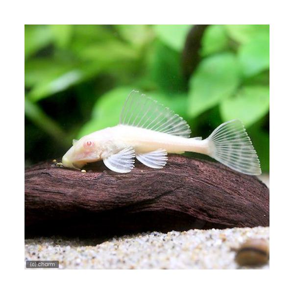 PF_SPQ　_aqua　熱帯魚・エビ他　プレコ　セルフィン系　アルビノセルフィンプレコ　ブリード　１匹　fish_database　ビギナーにオススメ　Ｌ０８３　Ｌ１６５　Ｐｔｅｒｙｇｏｐｌｉｃｈｔｈｙｓ　Ｇｌｙｐｔｏｐｅｒｉｃｈｔｈｙｓ...