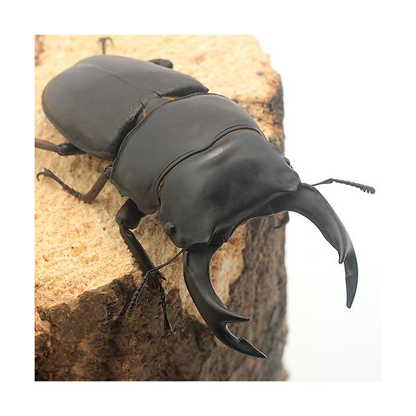 PF_SPQ　sfset　▲クワガタ　カブト・クワガタ・用品　カブトムシ・クワガタ　国産カブト・クワガタ　▲国産オオクワガタ　▲国産オオクワガタ“大阪府能勢町産”　oosaka_ookuwa　昆虫生体　restock