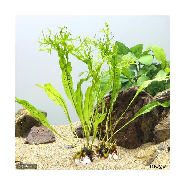 熱帯魚　_wp　_aqua　活着する水草　シダ　水草　okaidoku_pot　all_plants　okaidoku_　kessan水草　ミクロソリウム　水草0316　水草0401　miudf06　wp_kywrd　kusa_1216　2...
