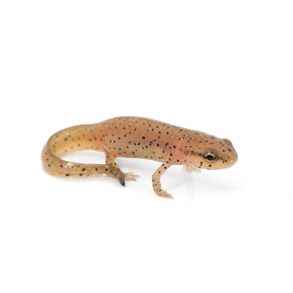 PF_SPQ　Urodela　熱帯魚・エビ他　ザリガニ・その他生体　両爬生体　amp_Newt　long0121爬虫類　terra_seitai　kokuubinn_ng　reptile_databas　eccentric_amp　kaij...