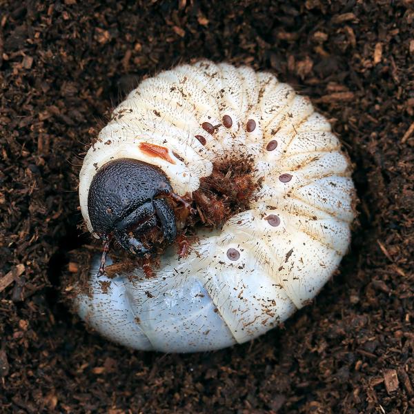 PF_SPQ　カブトムシ　幼虫　_insect　▲カブト　ダイナステス　外国産カブト　ヘラクレス・レイディ　レイディ　ヘラクレスオオカブト　Dynastes　hercules　reidi　restock