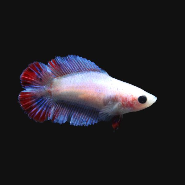 PF_SPQ　_aqua　熱帯魚・エビ他　ベタ・グラミー・アナバス　改良ベタ　トラディショナル　ベタ・トラディショナルダブルテール　色指定なし　メス　１匹　fish_database　Ｂｅｔｔａ　ｓｐｌｅｎｄｅｎｓ　ｖａｒ．　ベタ・グラミー...