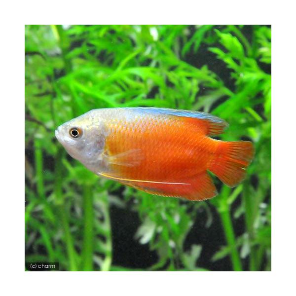 （熱帯魚）サンセット・ドワーフグラミー（１ペア）　北海道・九州航空便要保温