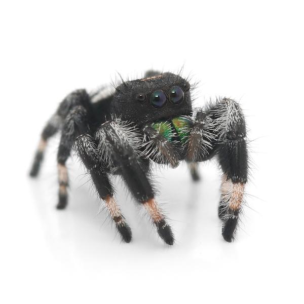 PF_SPQ　_insect　昆虫　クモ　insect_database　▲その他昆虫　三筋蝿取蜘蛛　えきちゅう　益虫　蝿取蜘蛛　蠅捕蜘蛛　蝿虎　蝿豹子　蝿蝗　＃jumping　spider　＃ジャンピングスパイダー　Regal jumpi...