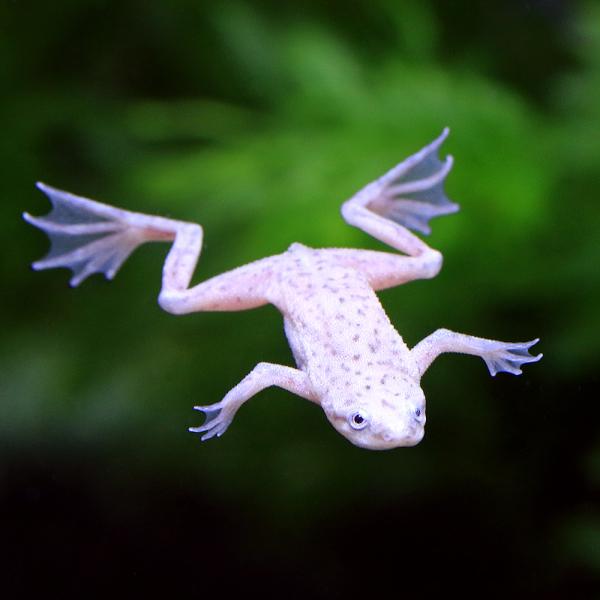 カエル　生体　_kame　亀・爬虫類　航空便不可　ヒメツメガエル　Leptocactylidae　両生　amp_Frog　terra_seitai　両爬　kokuubinn_ng　_hachu　reptile_databas　amp_aqu...