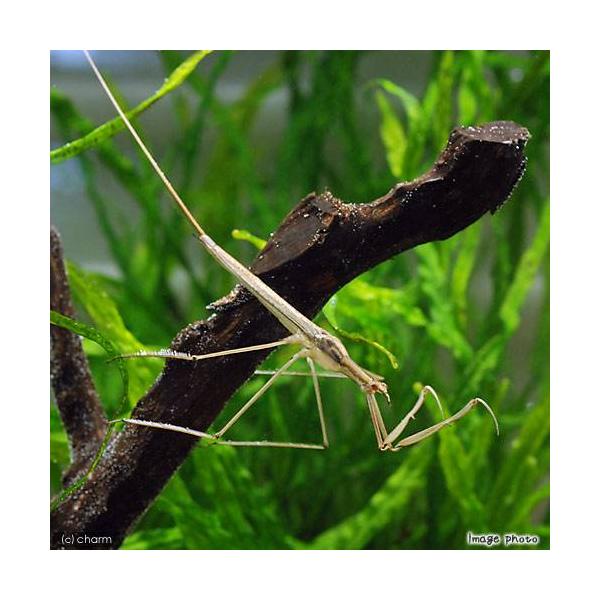 _insect　昆虫　水棲昆虫　水生昆虫　ミズカマキリ　水蟷螂　Ｒａｎａｔｒａ　ｃｈｉｎｅｎｓｉｓ　JA