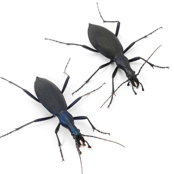 昆虫　標本用　オサムシ　マイマイカブリ　ヒメマイマイカブリ　Carabus　blaptoides　oxuroides　20241216　y24m12　2025zenki　JA　2025tuuki