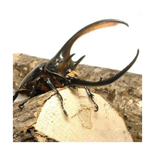 入荷未定）（昆虫）ネプチューンオオカブトムシ コロンビア サンタン
