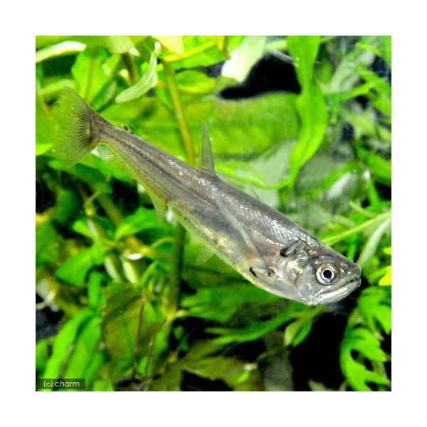 カショーロ約22センチ 2匹セット発送可能