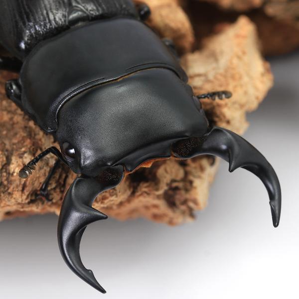 PF_SPQ　昆虫　クワガタムシ　外国産クワガタムシ　外国産オオクワガタ　パリーオオクワ　リツセマオオクワ　Dorcus　ritsemae　setsuroi　20250315　y25m03　2025zenki　2025tuuki　JA　20...