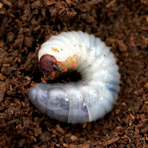 昆虫　カブトムシ　外国産カブトムシ　サビイロカブト　サビ　サビカブト　茶色いカブトムシ　Allomyrina　ｐｒｅｉｆｆｅｒｉ　ｐｒｅｉｆｆｅｒｉ　y25m　20250　2025zenki　2025tuuki