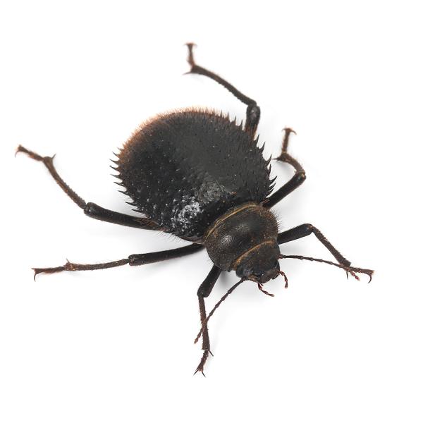 PF_SPQ　昆虫　甲虫　奇虫　奇蟲　ゴミダマ　ゴミムシダマシ　トゲヘリサバクゴミムシダマシ　Prionotheca　coronata　20250421　y25m04　2025zenki　2025tuuki　JA　restock　konge...