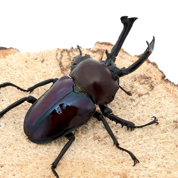 昆虫）（オス単品）ニジイロクワガタ”プチ” 紫紺カラー クィーンズ