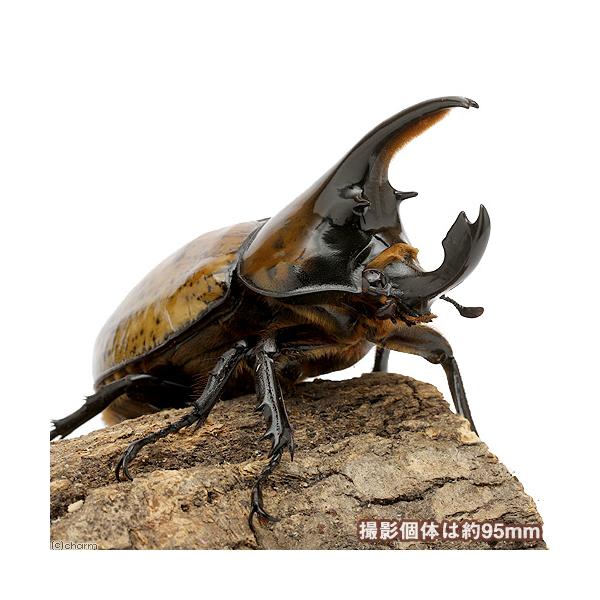 （昆虫）マヤシロカブトムシ　ホンジュラス産　幼虫（２〜３令）（１匹）