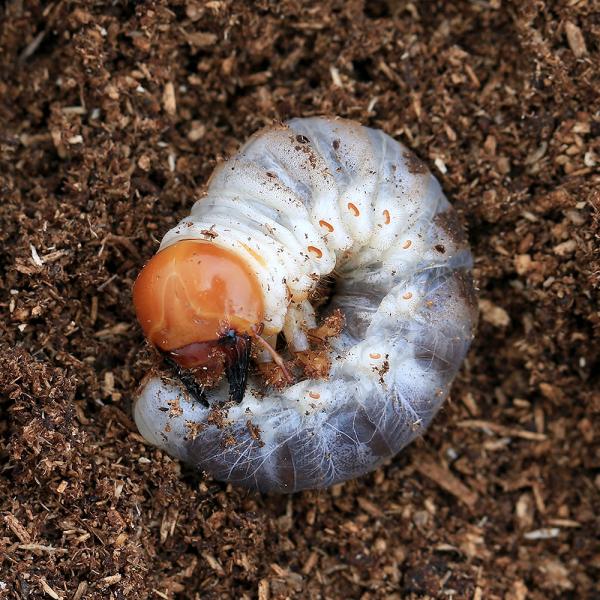 PF_SPQ　昆虫　クワガタ　国産オオクワガタ　国産クワガタ　岡山県津山市産　国産オオクワガタ　幼虫　tsuyamaookuwa　Dorcus　hopei　binodulosus　20110604　ＭＫ　restock　kongetsuny...
