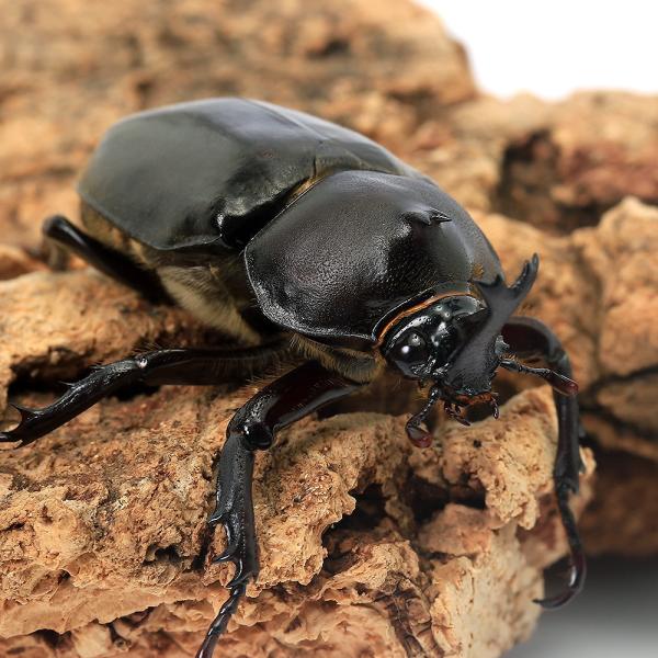 入荷未定）（昆虫）オキナワカブトムシ 沖縄県島尻郡伊平屋村産 成虫