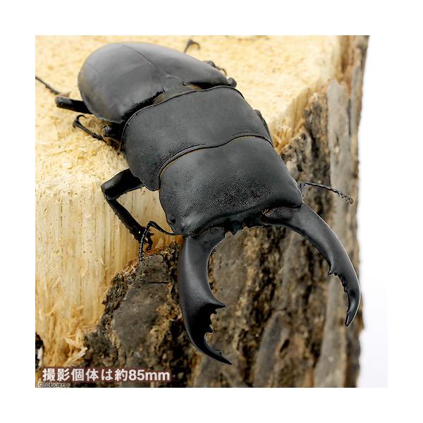 PF_SPQ　nesia_insect　▲クワガタ　外国産ヒラタクワガタ　カブト・クワガタ・用品　カブトムシ・クワガタ　外国産クワガタ（幼虫）　ksn2fhk1108昆虫　ksn208_gkwains　ＲＹＭ　20160728