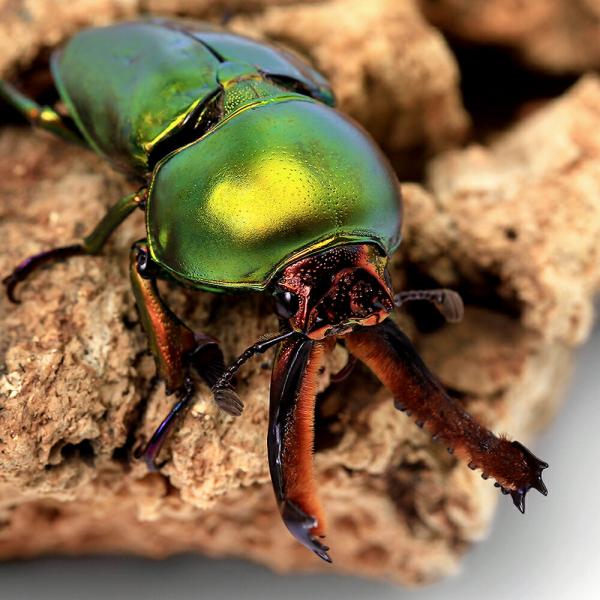 クワガタ　ラトレイユ　キンイロ　▲クワガタ　色虫　カブト・クワガタ・用品　カブトムシ・クワガタ　外国産クワガタ（幼虫）　▲クワガタ色虫　▲ニジイロクワガタ　▲ニジイロクワガタ“クィーンズランド産”　昆虫　幼虫　nijiiro_1202　_i...