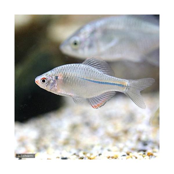 （淡水魚）カゼトゲタナゴ（１匹）