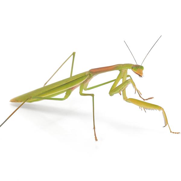 （昆虫）マエモンカマキリ　沖縄県産　メス　成虫　ＷＤ（１匹）